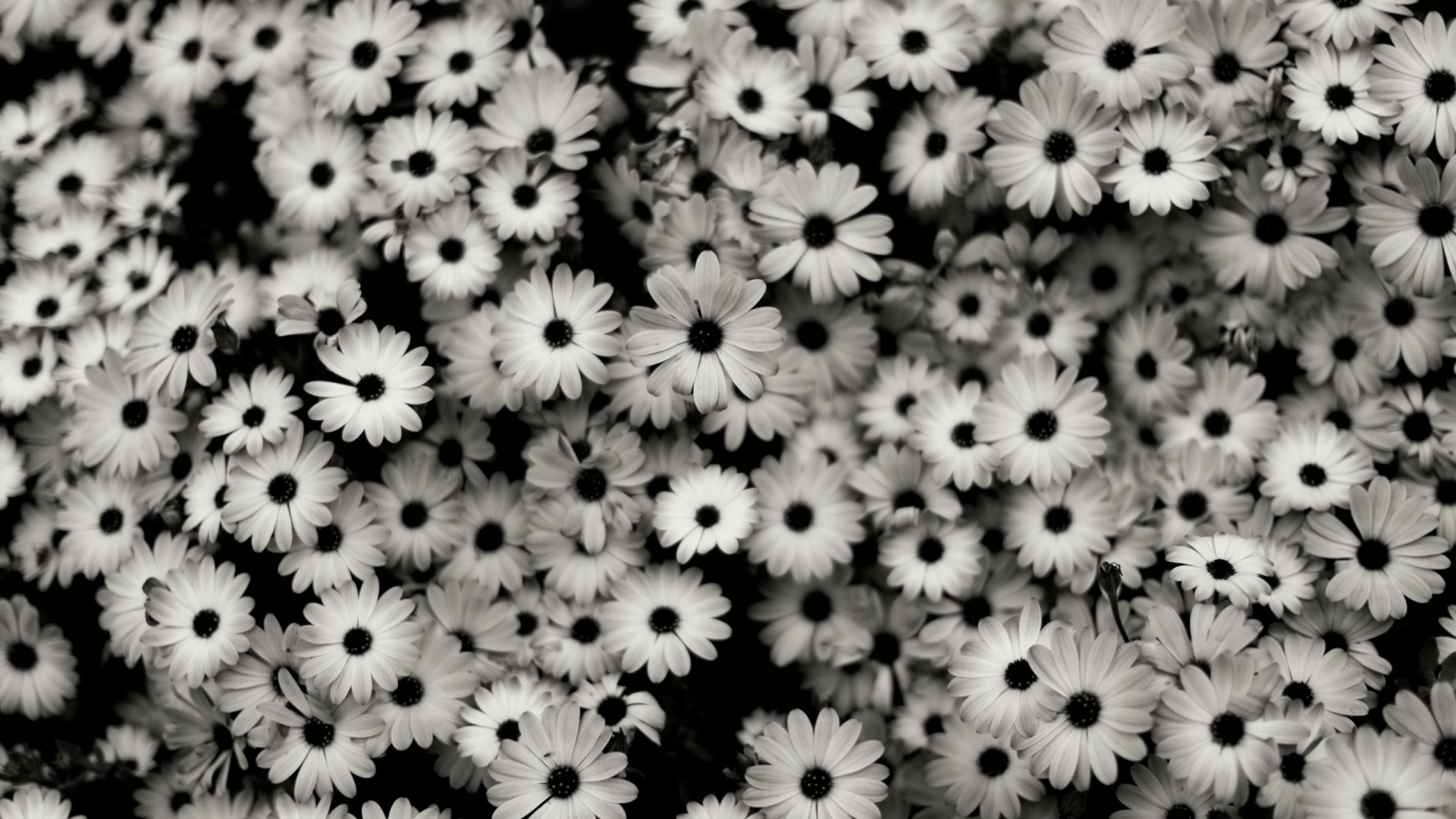 Download Wallpaper 1920x1080 Black white, Flowers, Grey, Daisies ...