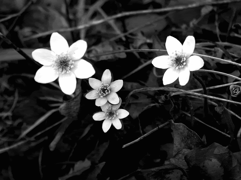 Black and White Flowers wallpaper 1024x768