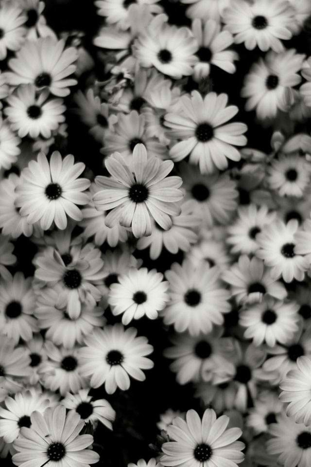 white and black flower wallpaper:) | wallpaper | Pinterest ...