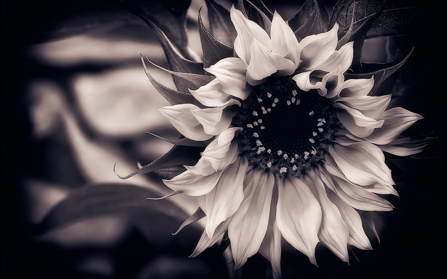 Sunflower Black and White Flower Wallpaper
