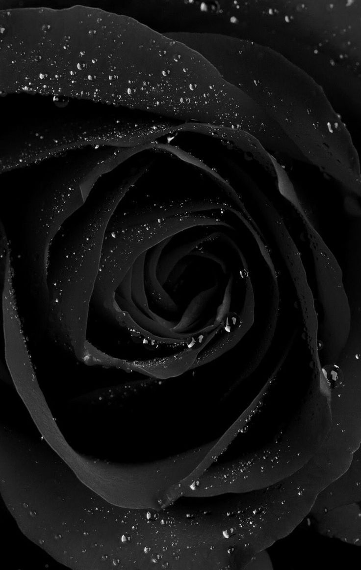 black on Pinterest | Flower Wallpaper, Wiccan and Cello