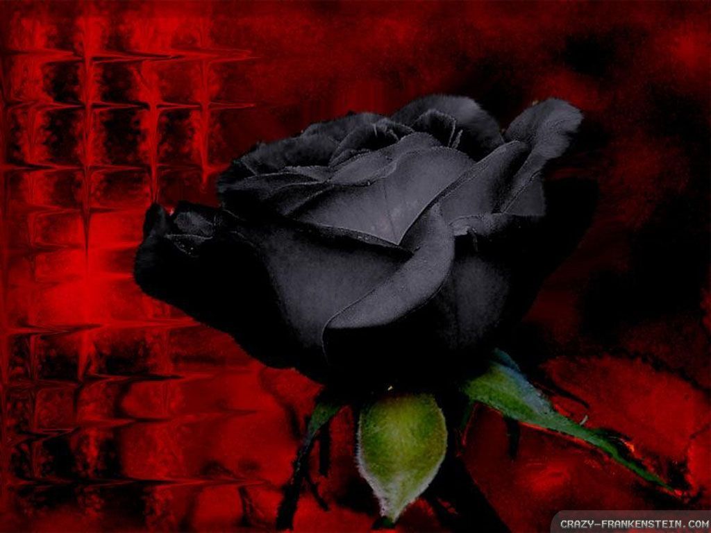 Black Rose wallpapers - Crazy Frankenstein