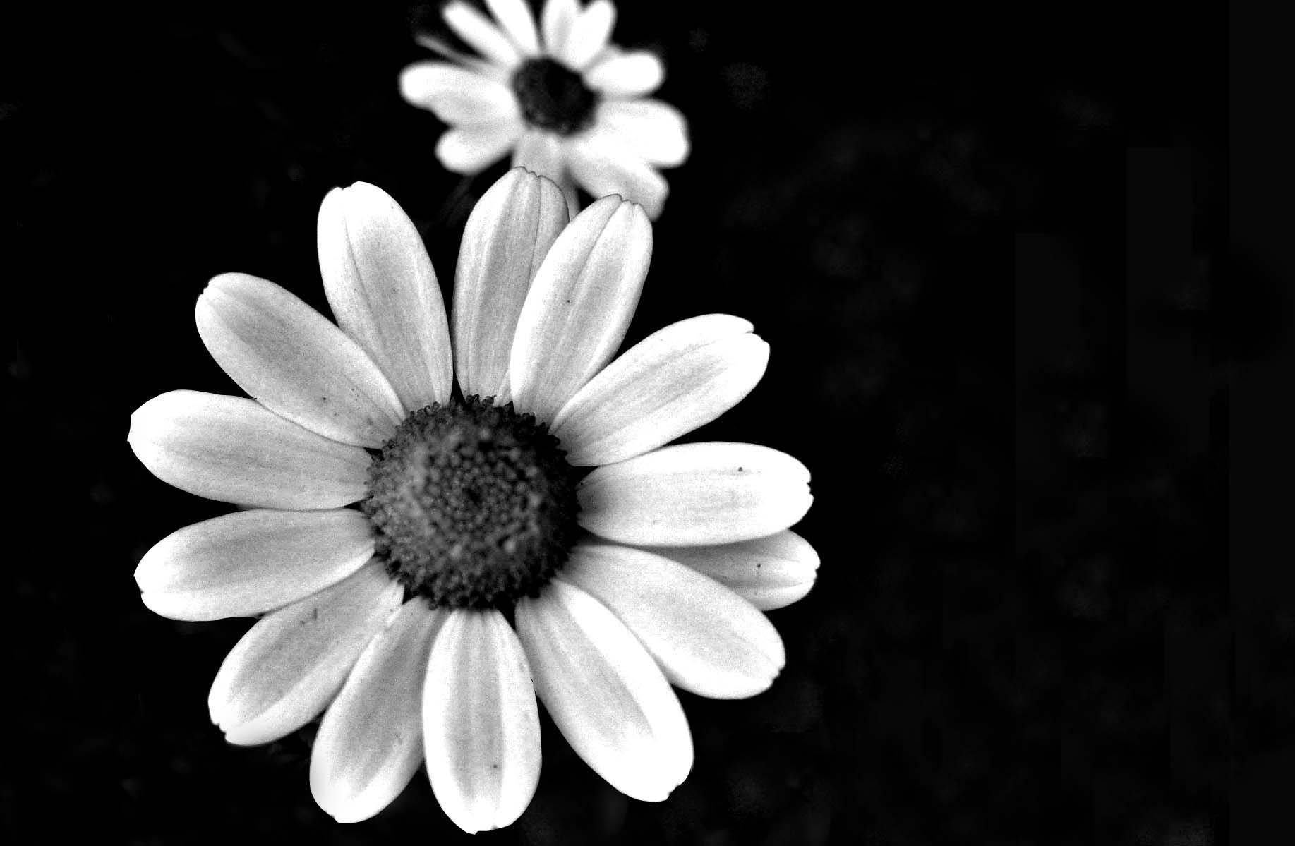 Featured image of post Iphone Black And White Daisy Wallpaper / See more daisy wallpaper, lonely daisy wallpaper, daisy duck wallpaper, princess daisy wallpaper, daisy background, orange daisy wallpaper.