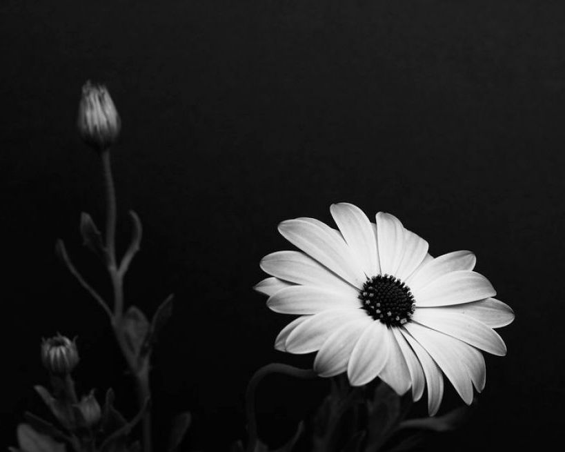 Black and white flowers wallpapers - Flowers : Tree of Life ...