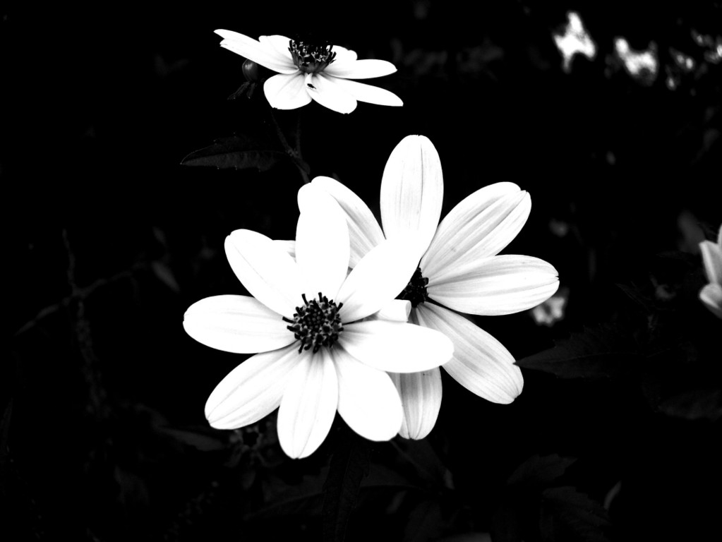 Black And White Pictures Of Flowers - HD Wallpapers Lovely