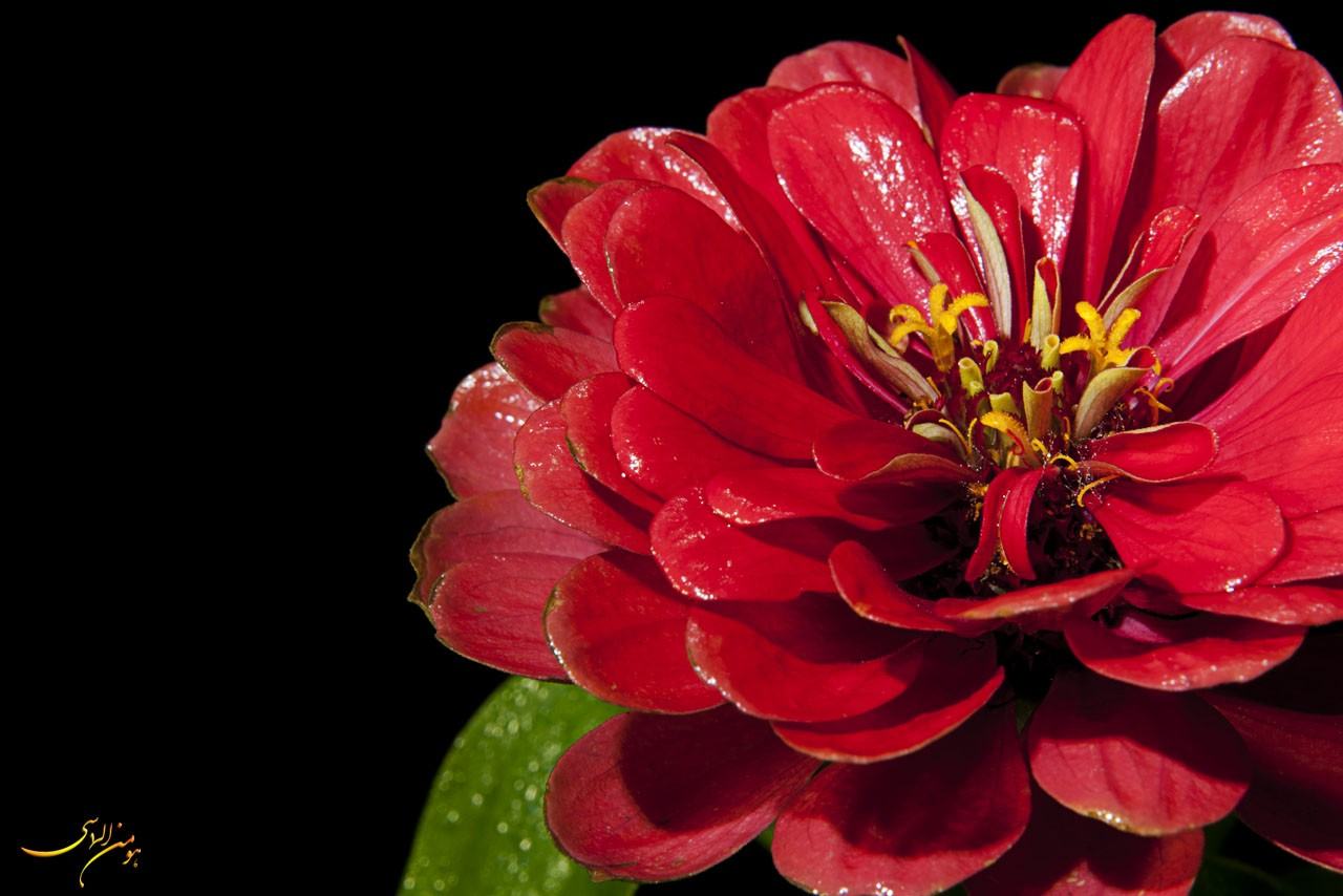 Red And Black Flower Wallpaper - HD Wallpapers Lovely