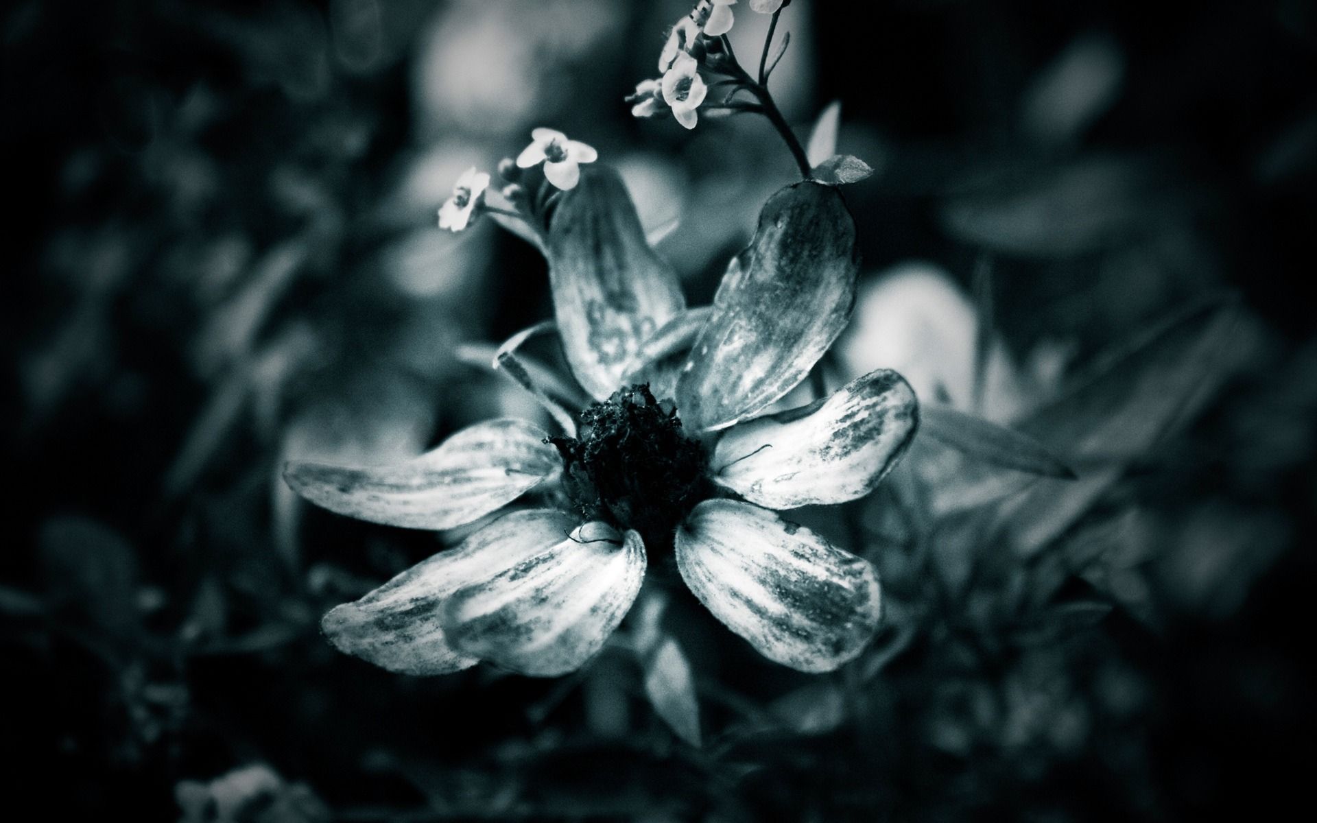 Black-and-white flower wallpapers and images - wallpapers ...
