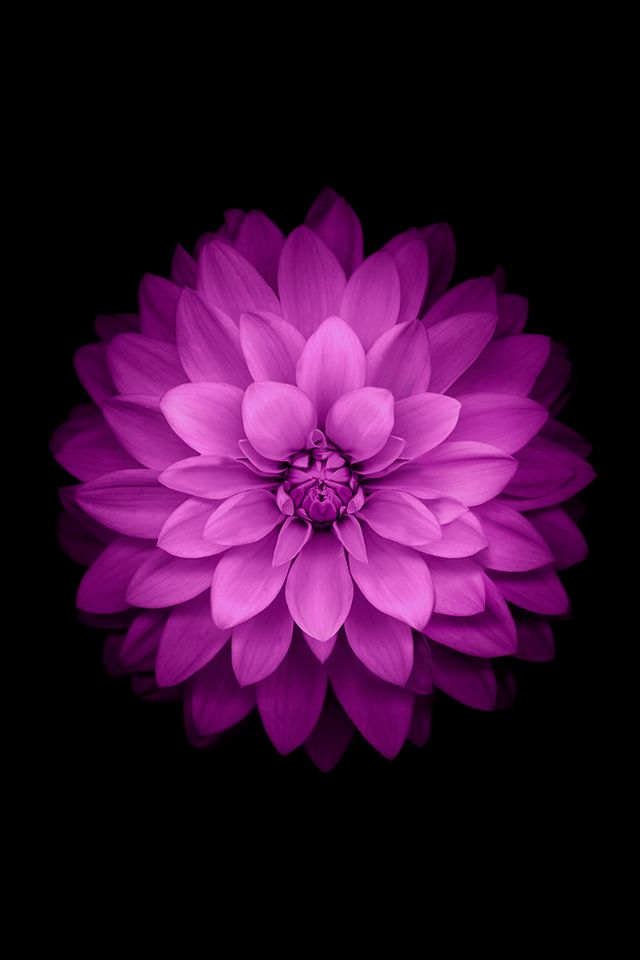 Purple flower with black background - Nature iPhone wallpapers ...