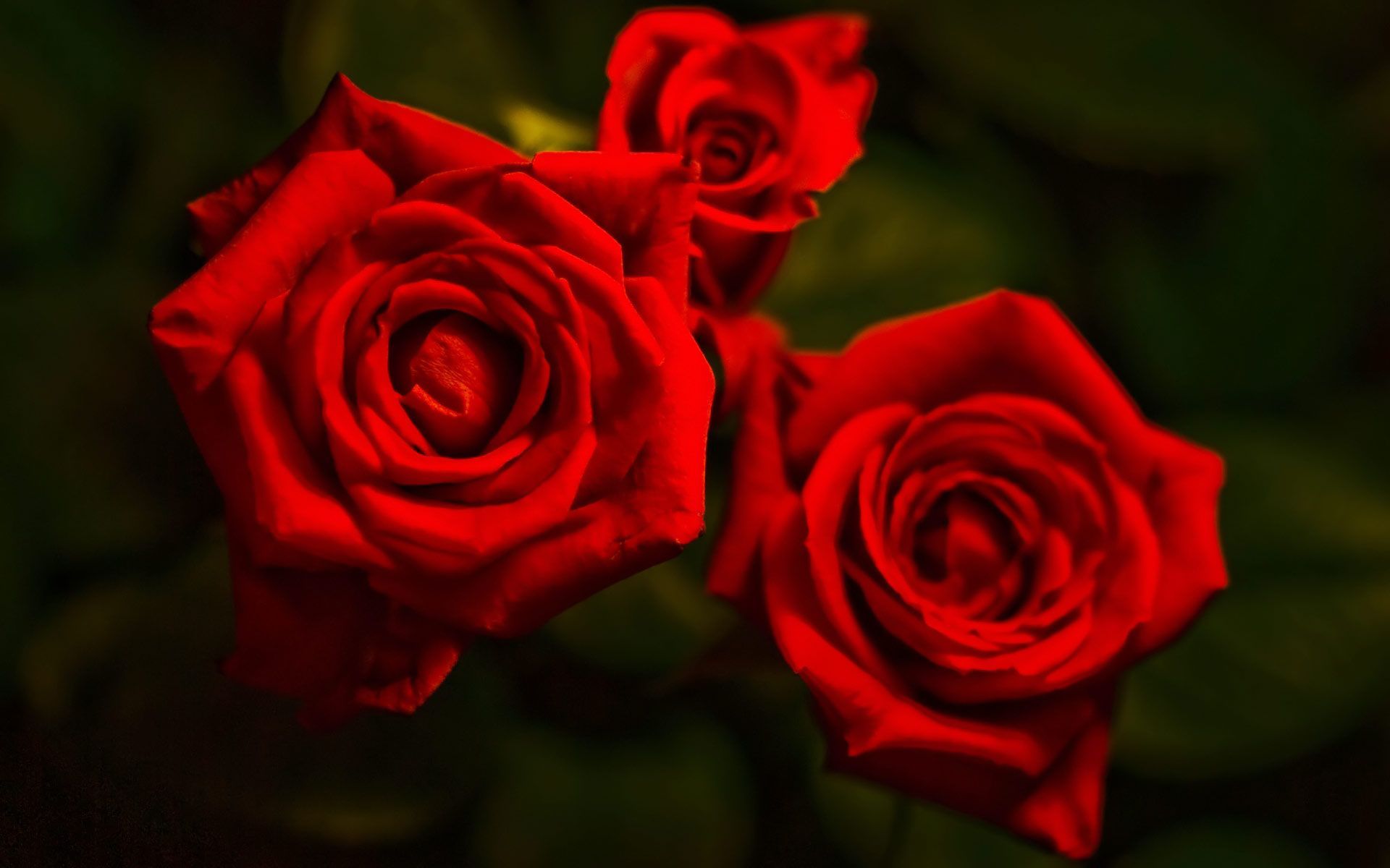 Three Red Rose Flowers HD Wallpaper Download #12789 Wallpaper ...