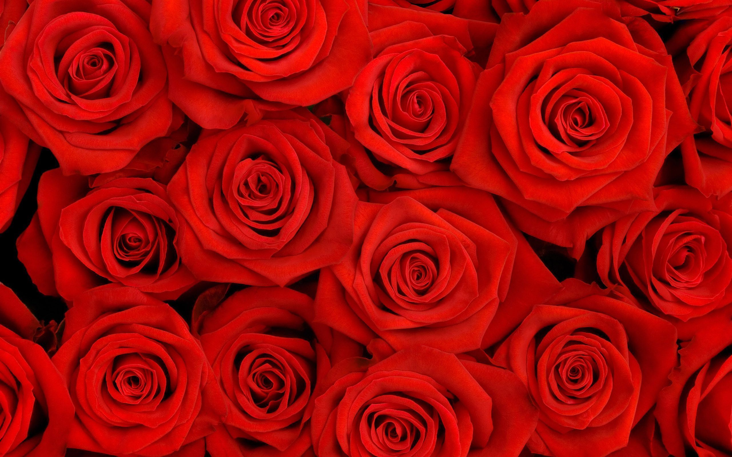 Red Rose Backgrounds - Wallpaper Cave