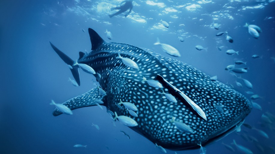Big Whale Shark In Blue Okean Desktop Wallpaper Hd : Wallpapers13.com