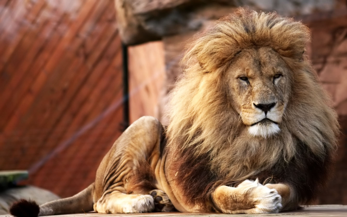 desktop-big-pictures-of-lions.jpg