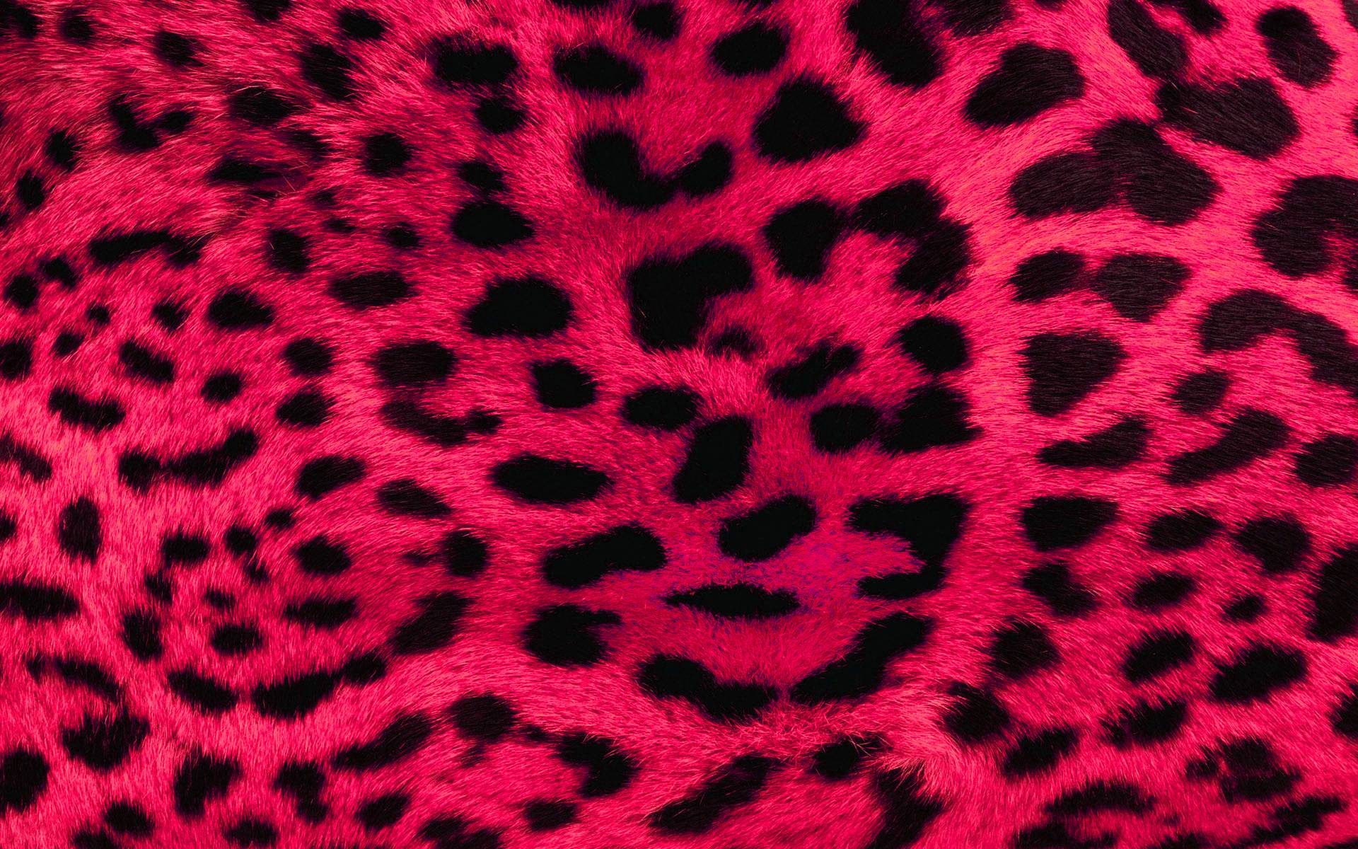 Pictures Of Cheetah Print Wallpapers - Wallpaper Cave