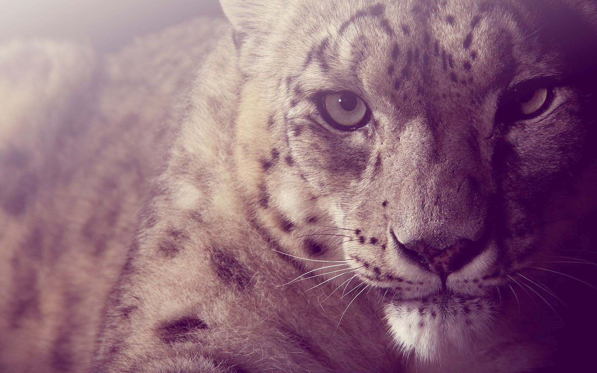 263 Snow Leopard HD Wallpapers | Backgrounds - Wallpaper Abyss