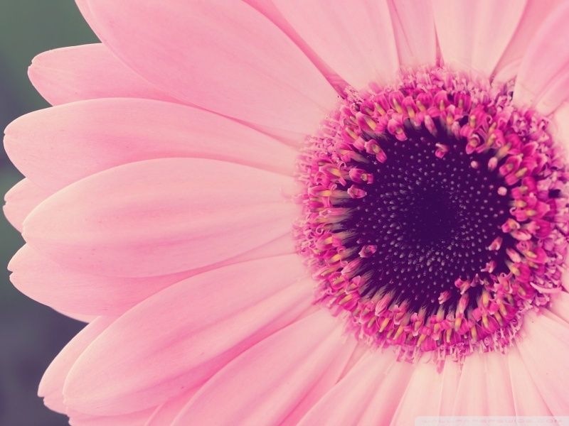 Pink Gerbera Daisy HD desktop wallpaper : High Definition ...