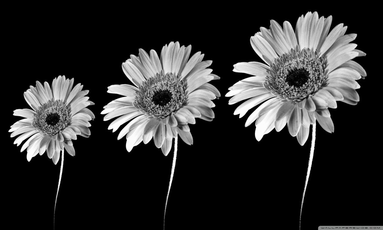 Gerbera Daisies Black And White HD desktop wallpaper High resolution