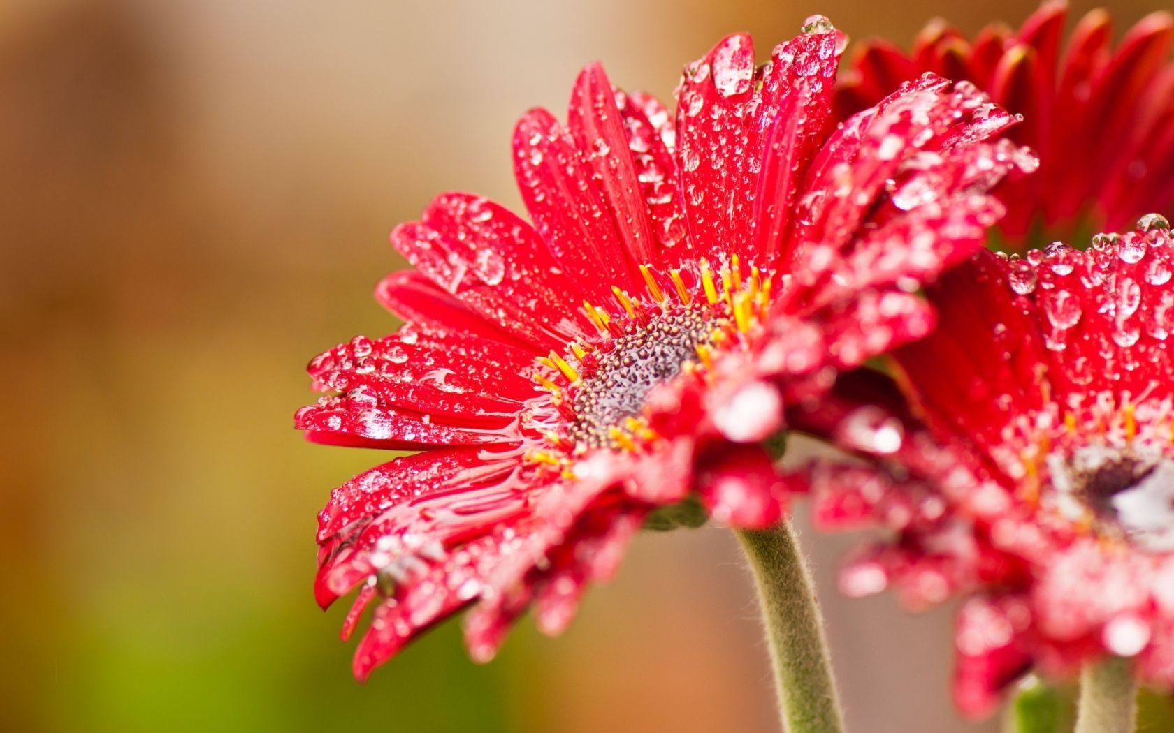 Pink Gerbera Daisy Flower With Water Drops HD Desktop Mobile