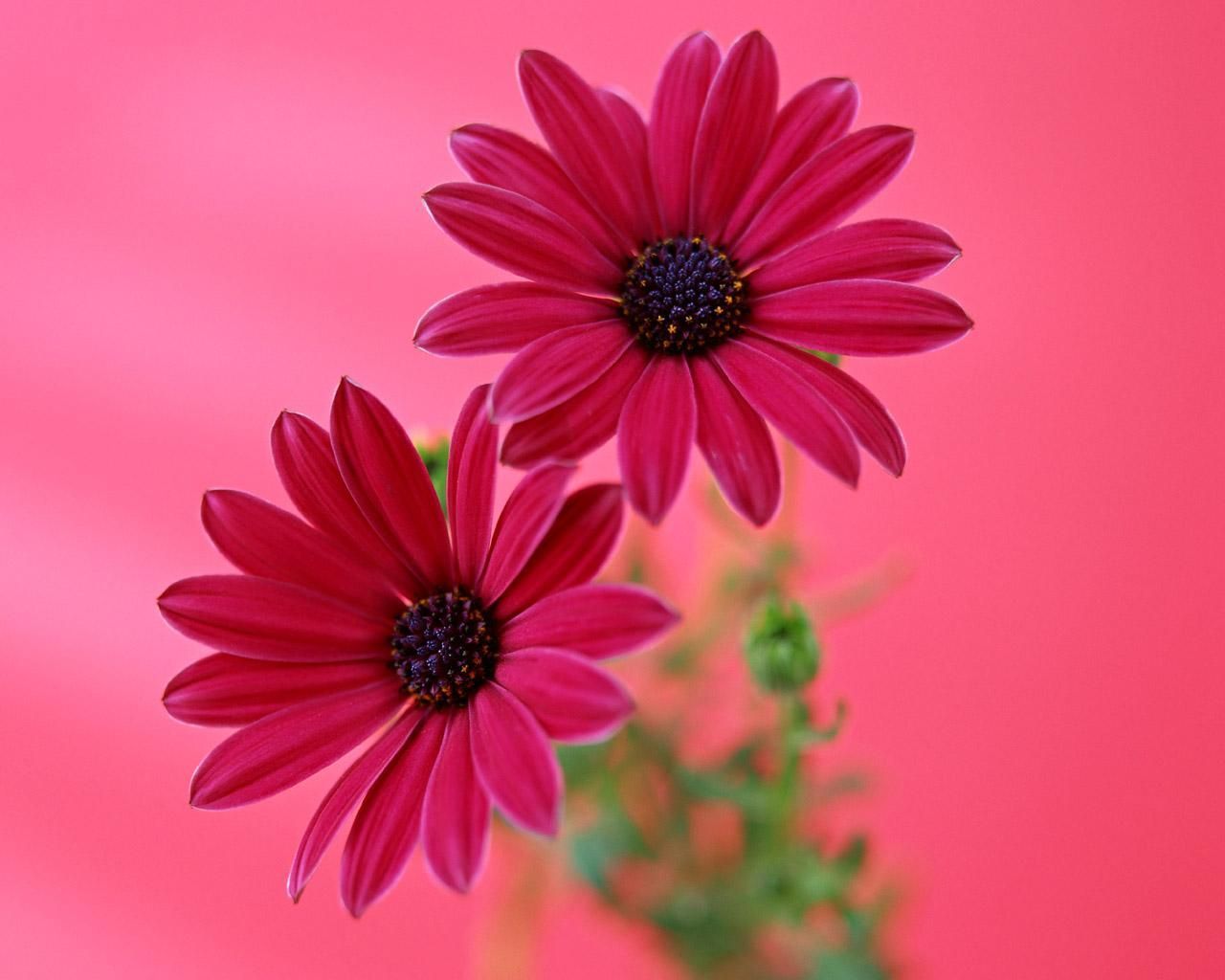 Gerbera Daisy Flower Pink Flower Wallpapers HD Wallpapers Range