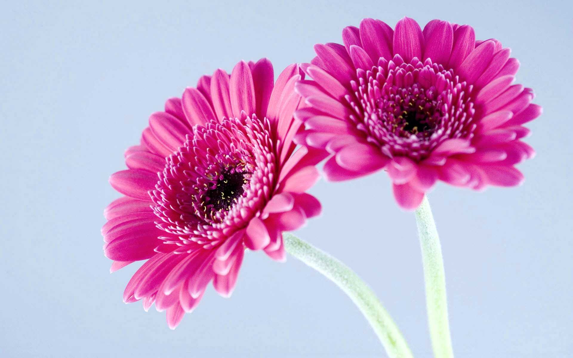 Gerbera Daisy Flower Wallpaper HD Top 30 Best Collection