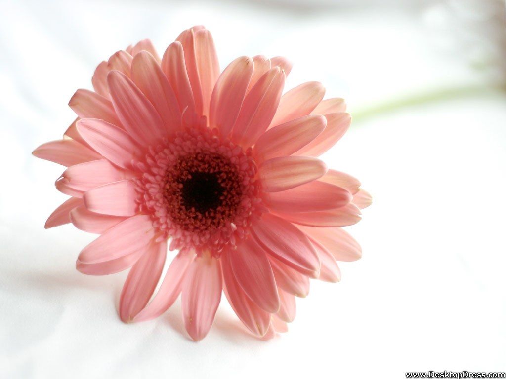 Desktop Wallpapers » Flowers Backgrounds » Pink Gerbera Daisy ...