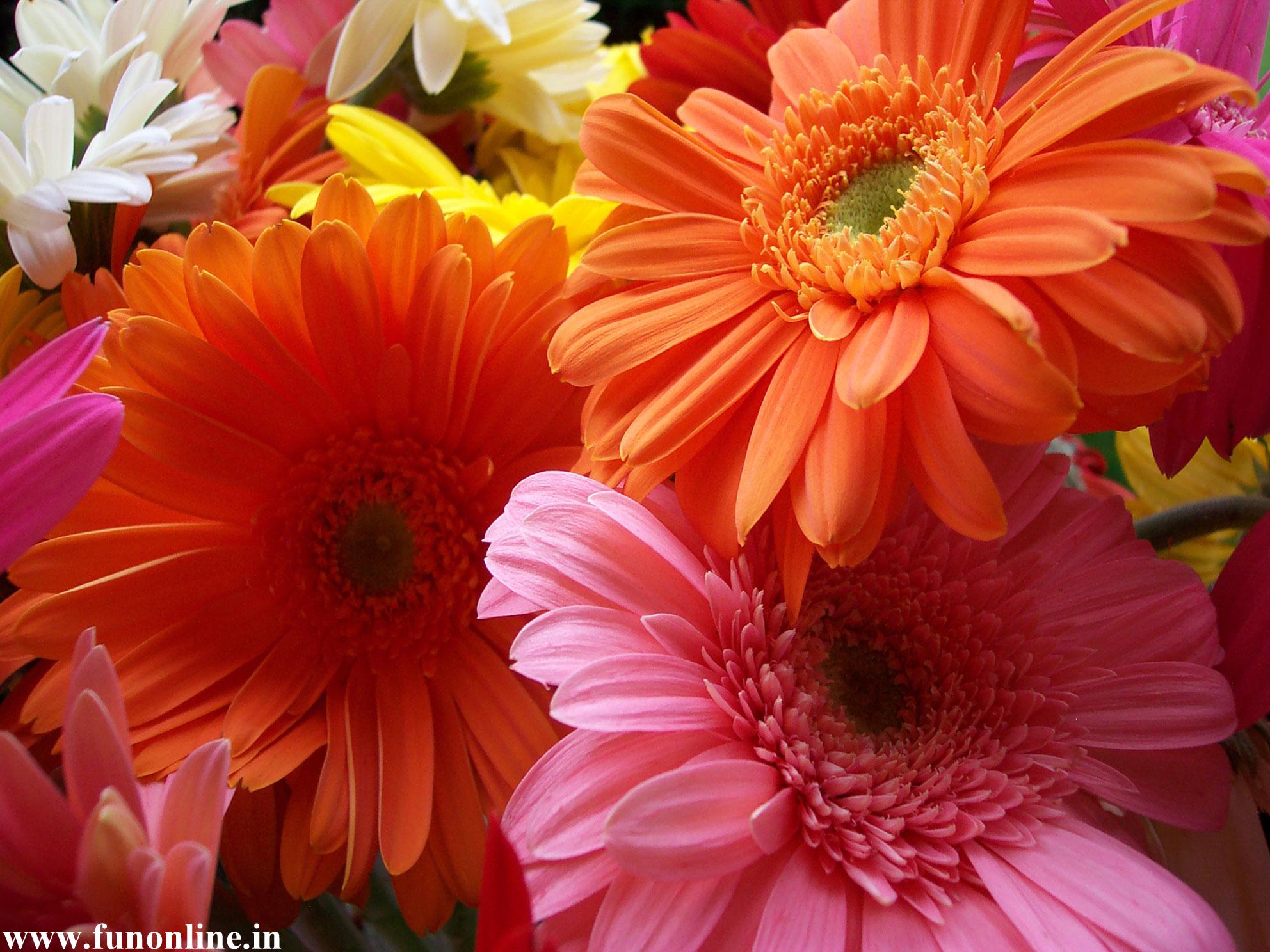 Top Colorful Gerbera Daisy Wallpaper Images for Pinterest