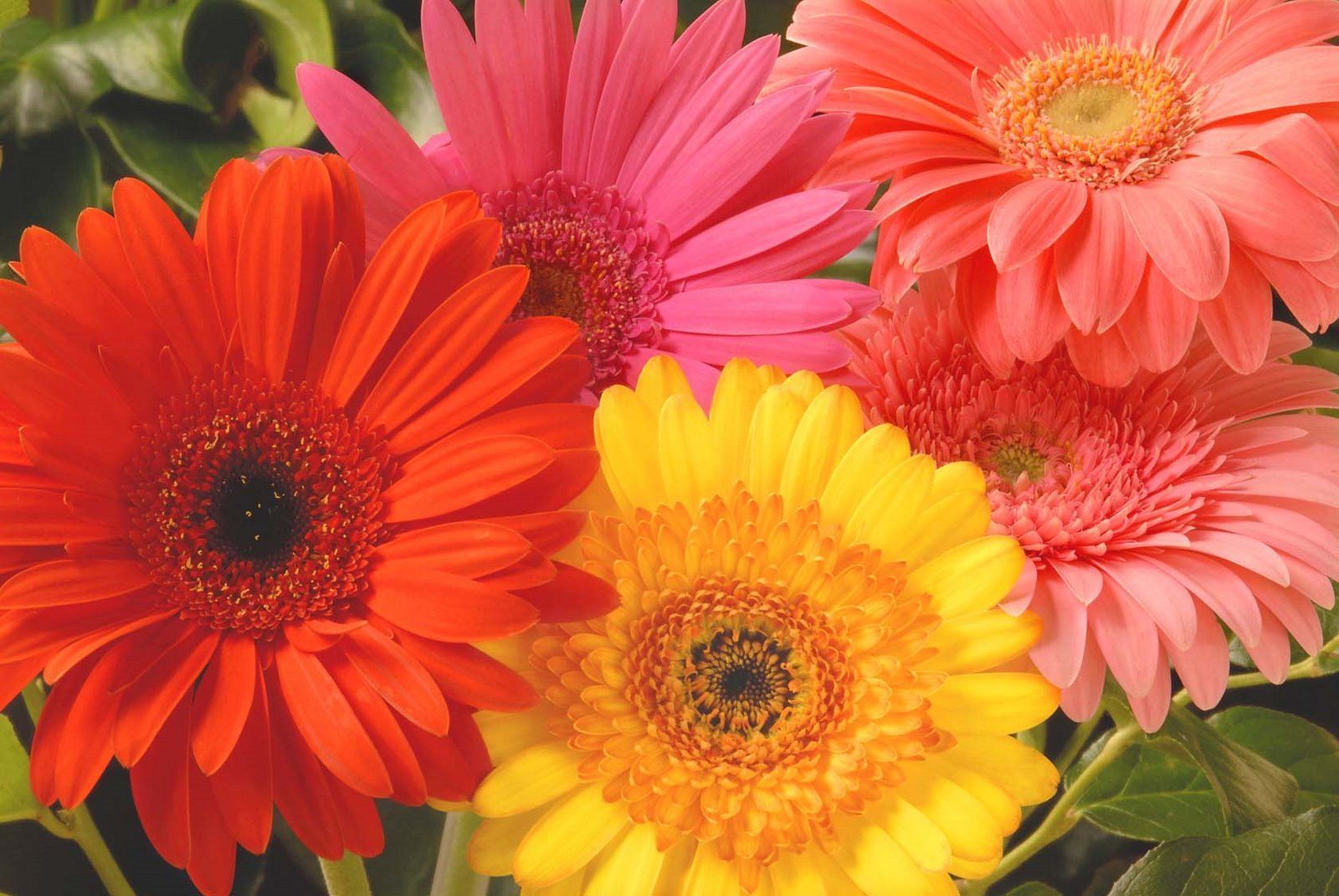Flowers Desktop Wallpaper: Gerbera daisy