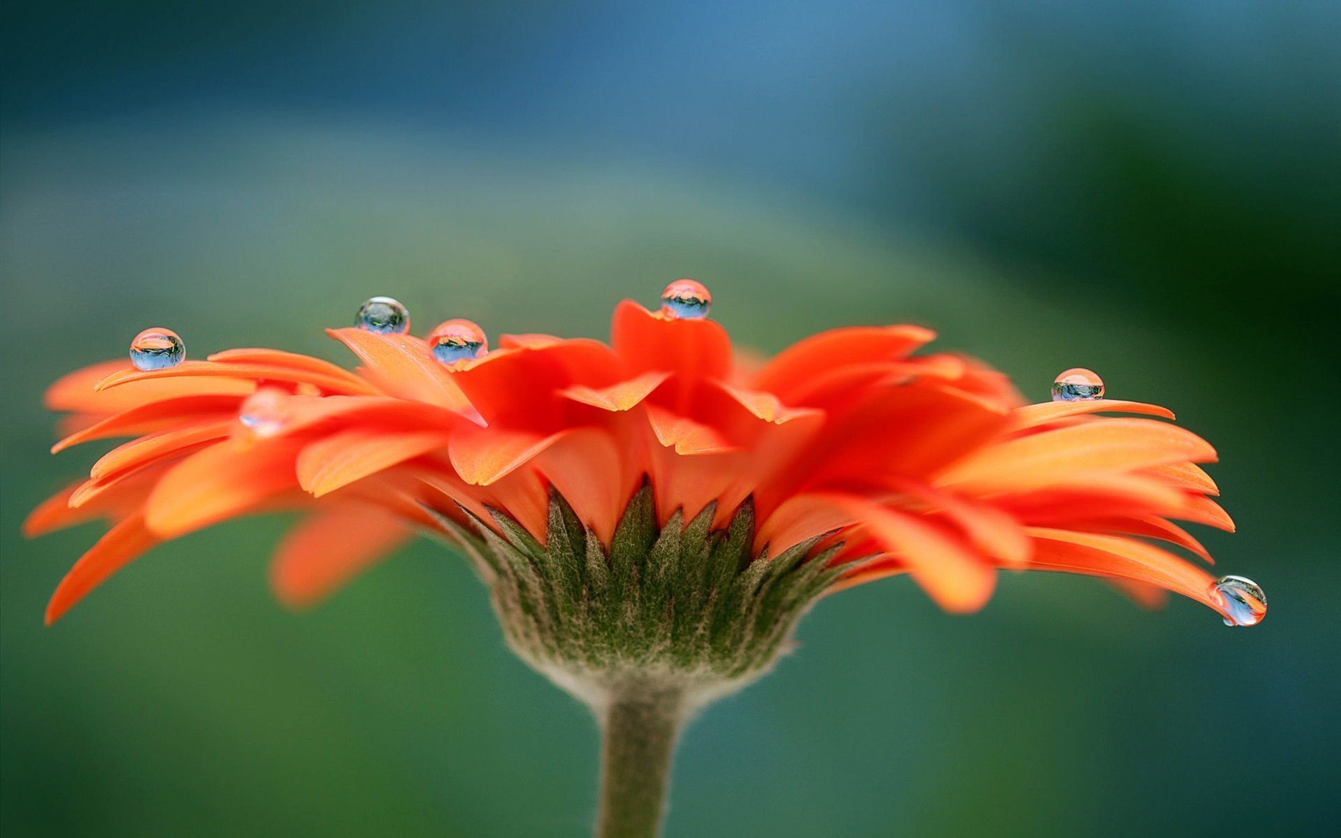 Gerbera Daisy Orange Flower Wallpaper HD Free Download