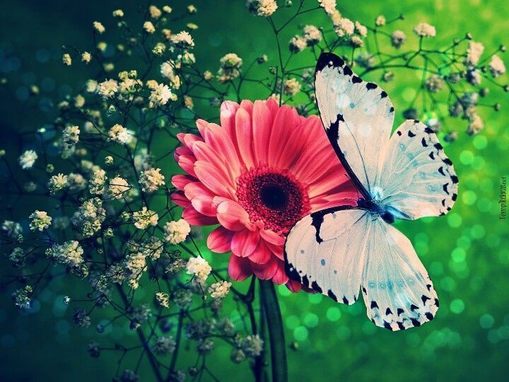 Butterfly on Pinterest | Butterfly Tattoos, Butterflies and ...