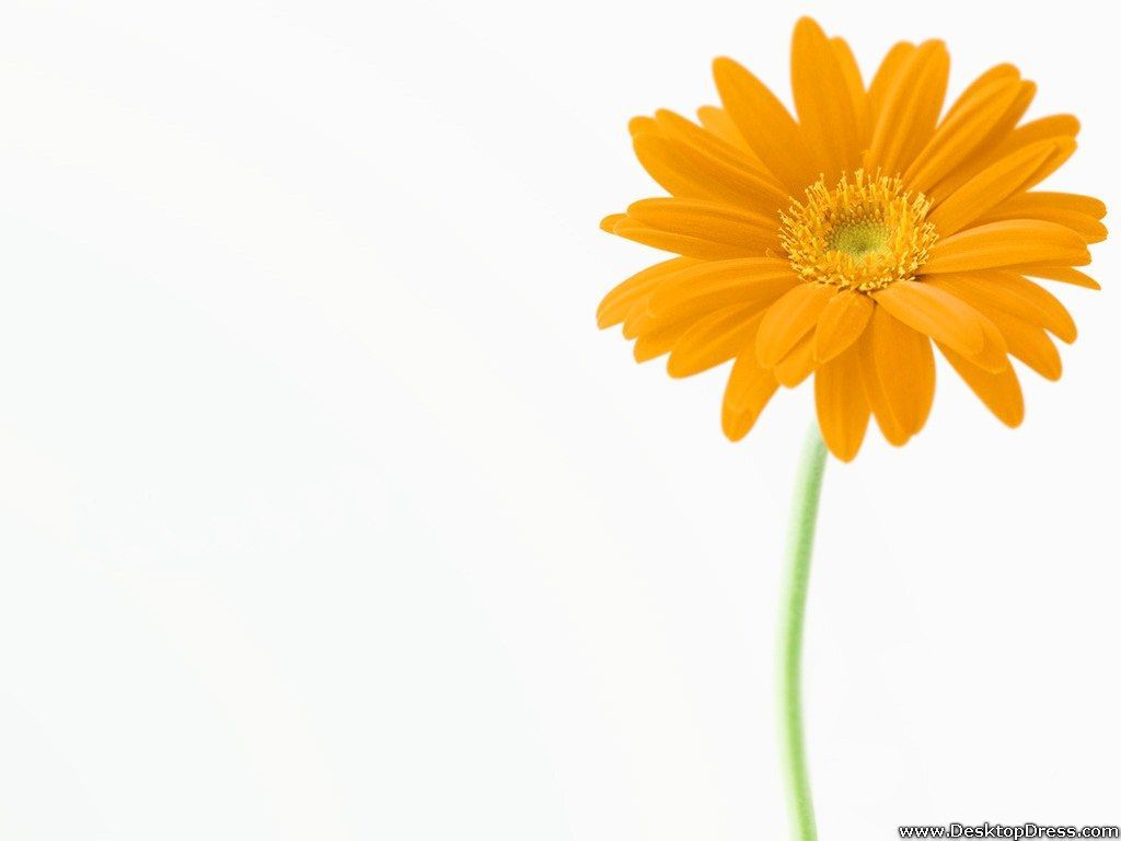 Desktop Wallpapers Flowers Backgrounds Yellow Gerbera Daisy