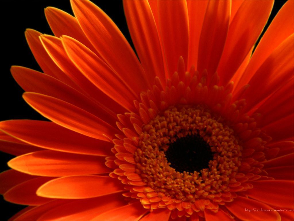 Top Orange And Pink Daisies Wallpaper Images for Pinterest