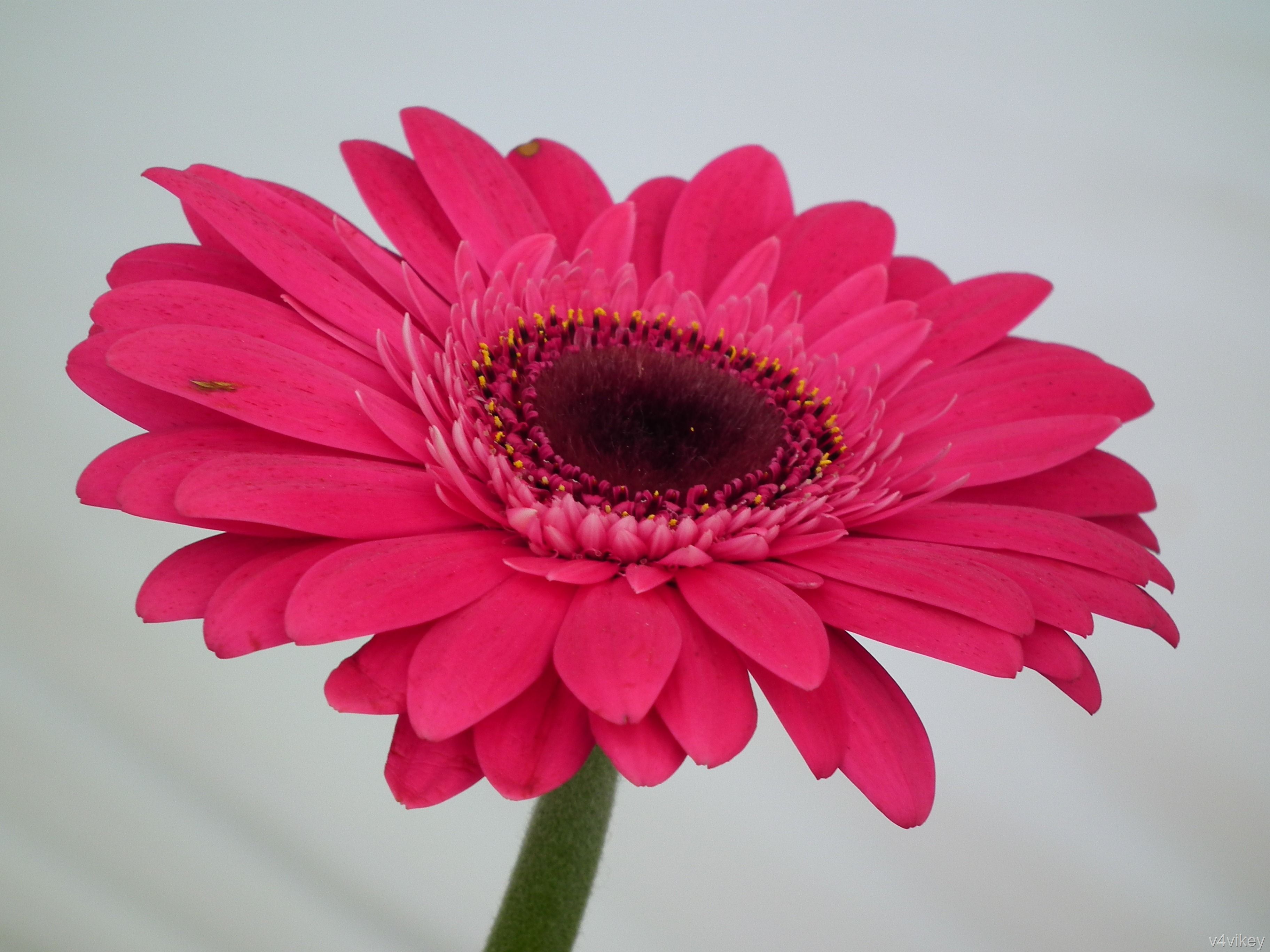 Meaning ; Symbolism of Gerbera Daisy Flower | Wallpaper Tadka