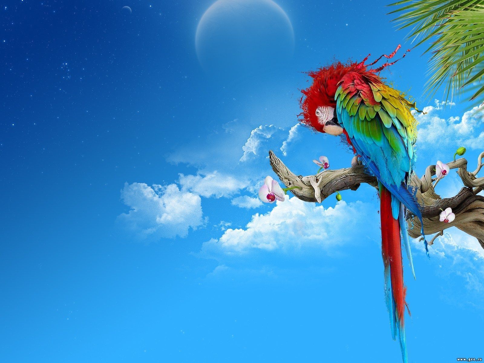 Desktop colorful parrot pics download