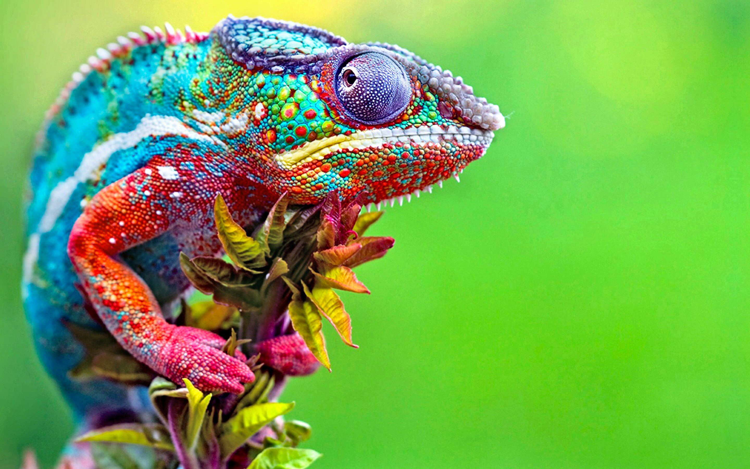 Spectral Confusion - ANIMAL [01] colorful panther chameleon ...