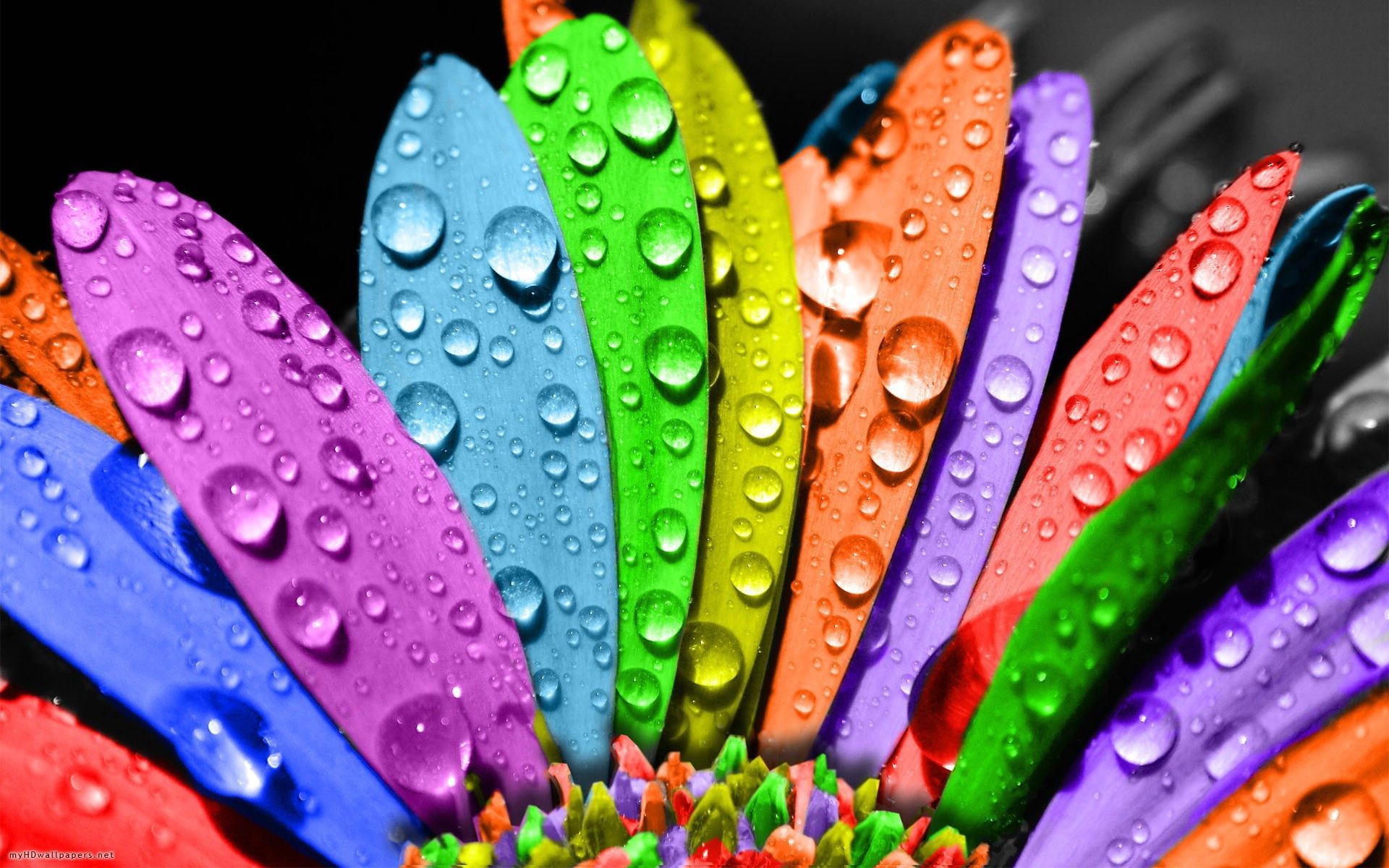 3d colorful wallpapers | Wallpapers, Backgrounds, Images, Art Photos.