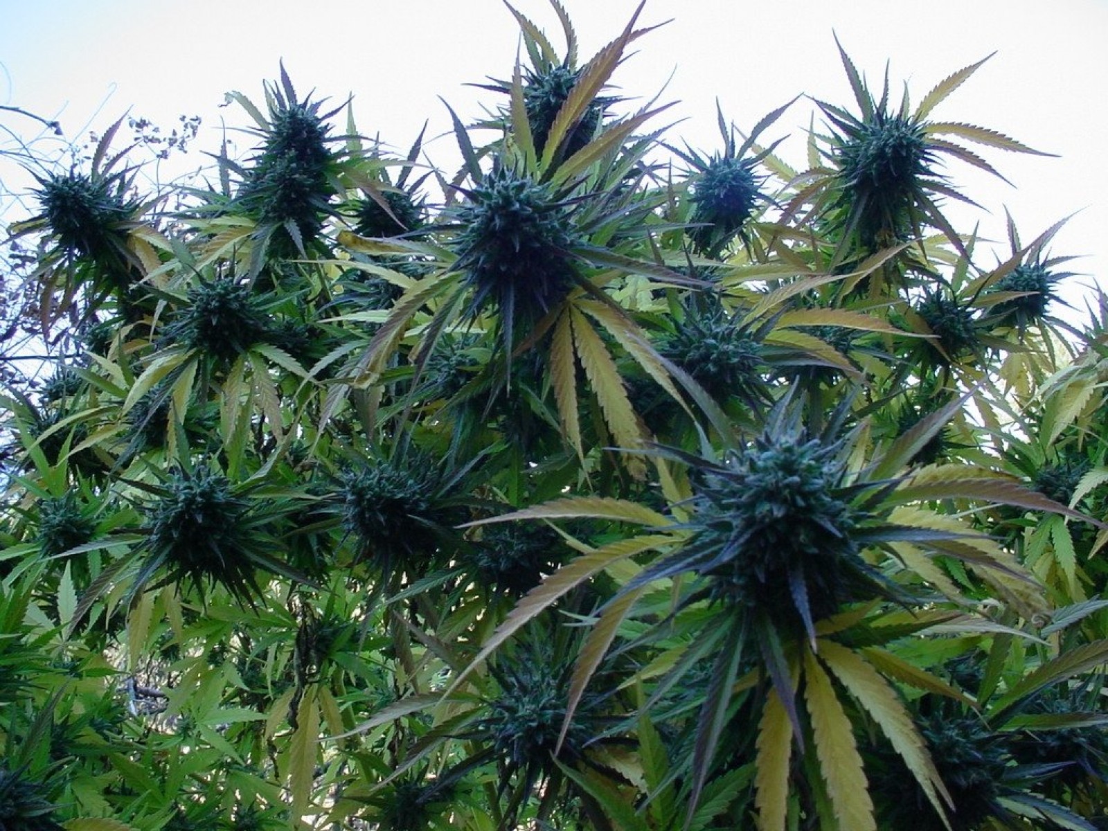 Space Kush marijuana weed 420 ganja g wallpaper 1600x1200