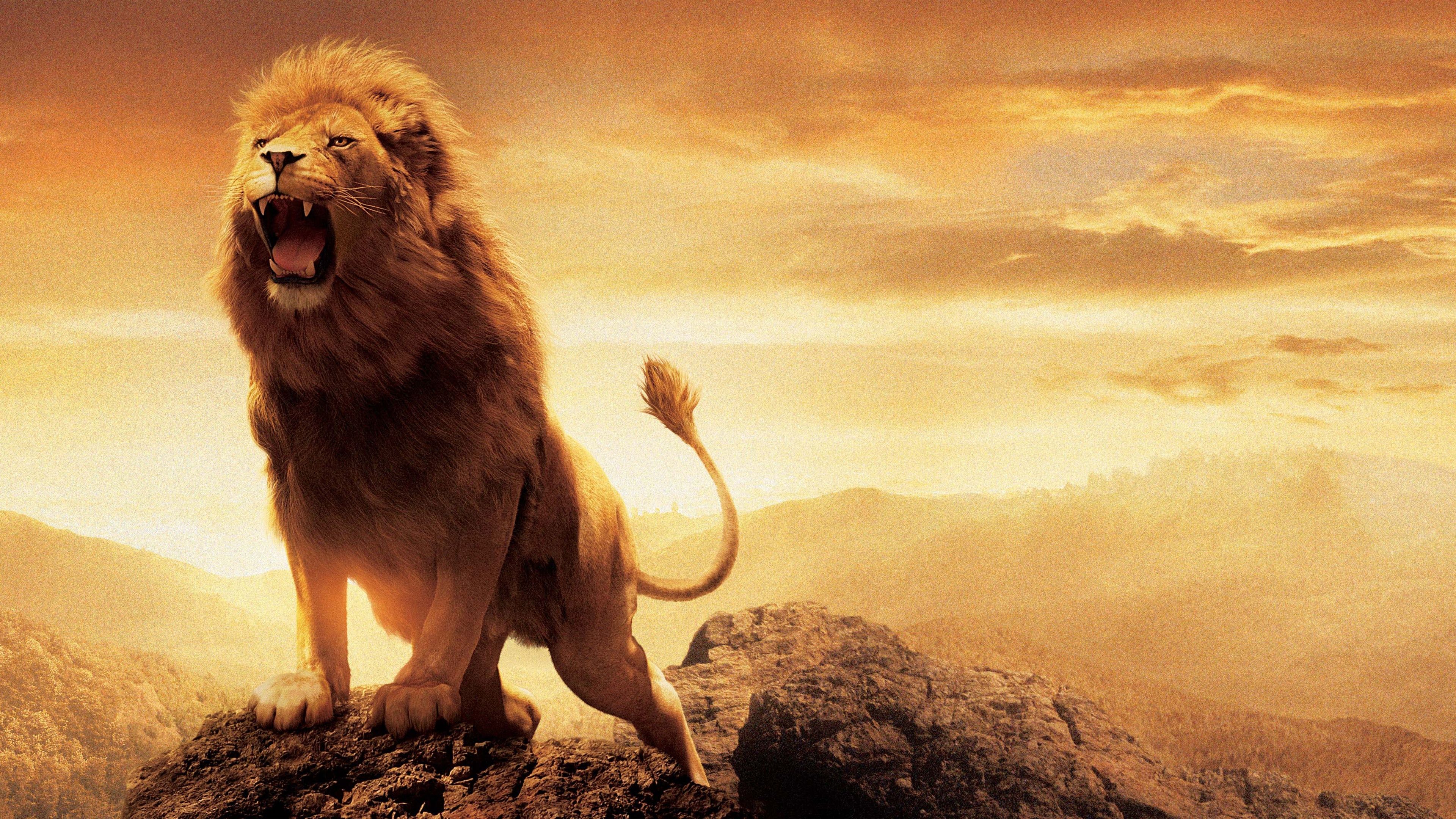 Narnia Lion Aslan Wallpapers HD Backgrounds