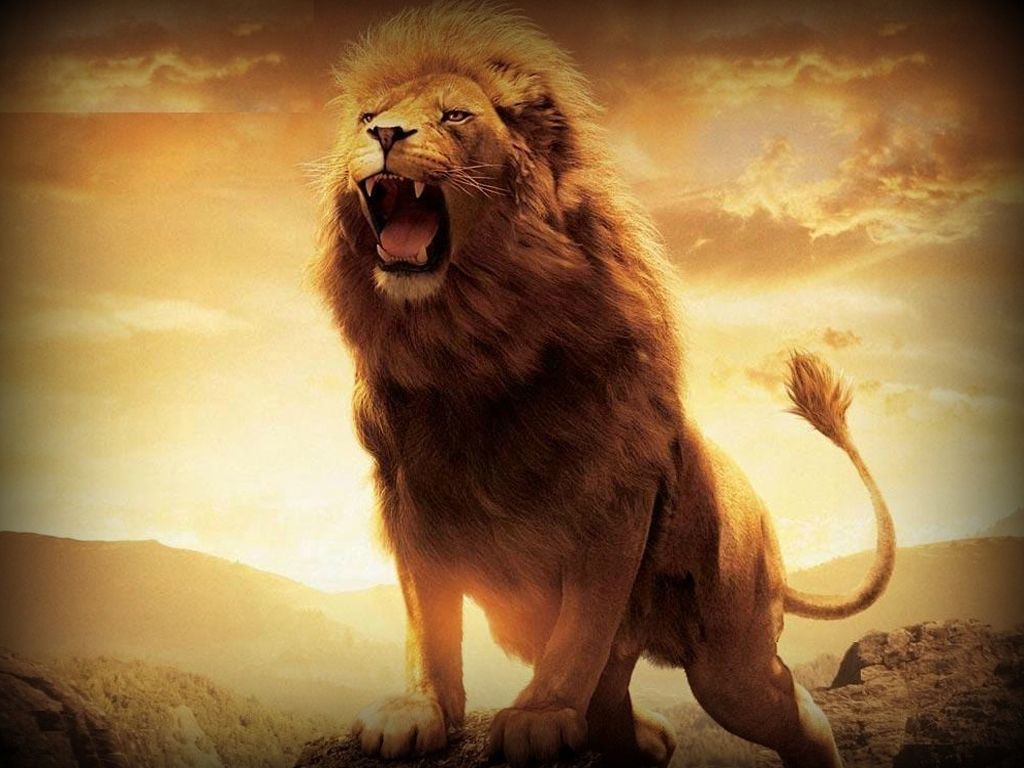 HD Lion Wallpapers