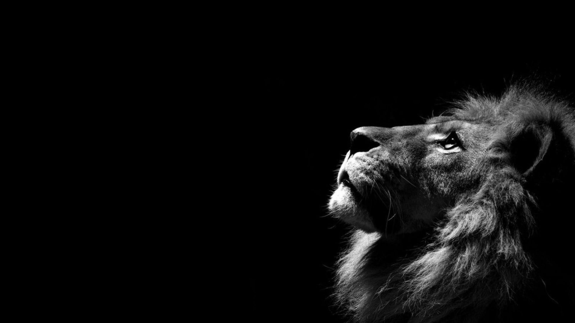 Download Free Lion The Hunter HD Wallpapers & Desktop Backgrounds
