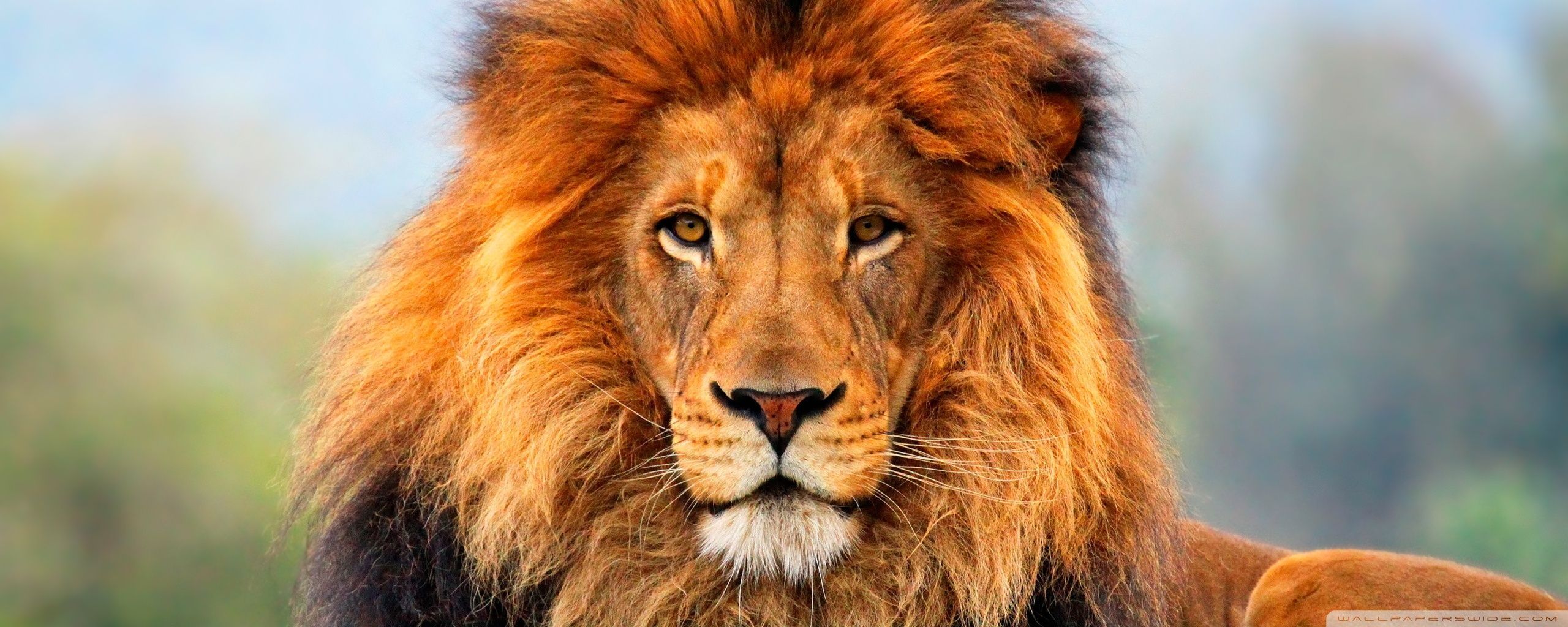 Lion Wallpapers - Wallmanage.com