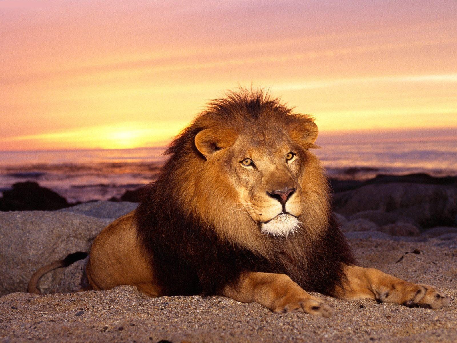 Free Download 2015 Lion HD Wallpapers 1080p