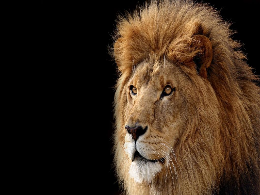 Hd Lion Wallpapers Group