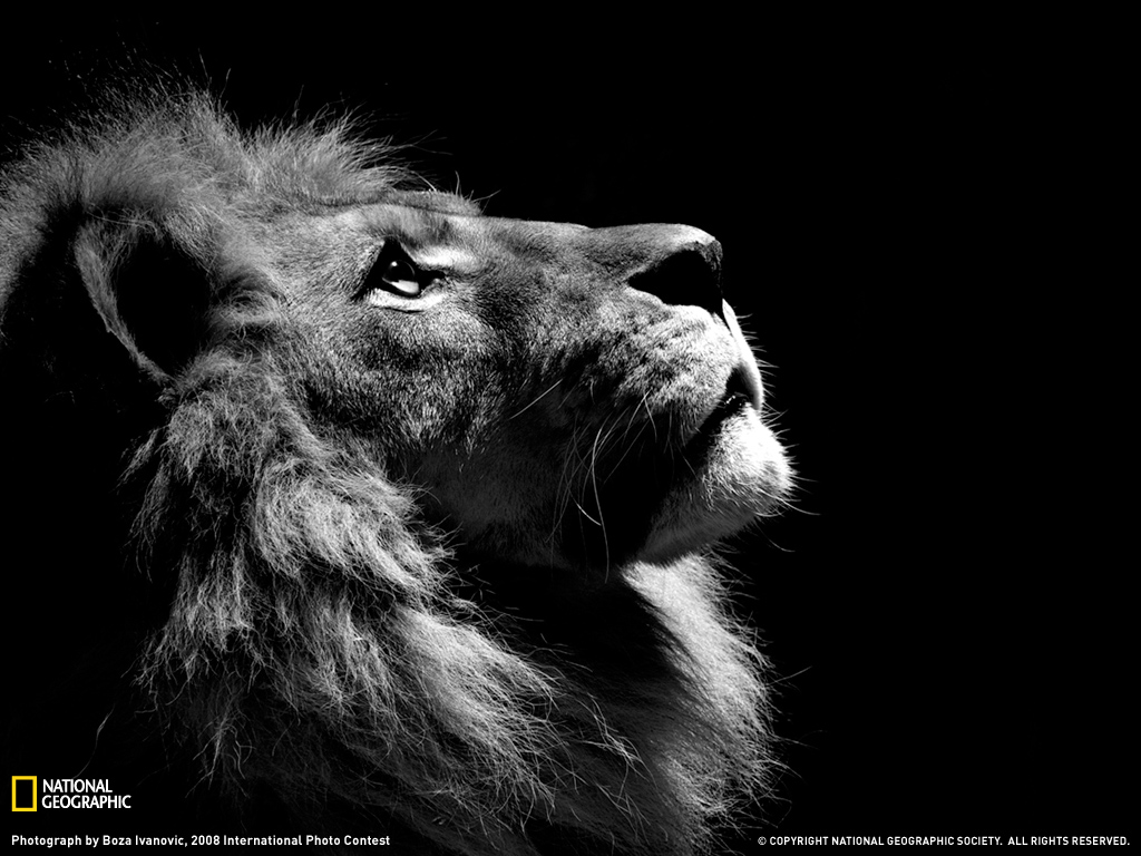 Wallpapers Mac Os X Lion Profile Photo Animal National Geographic ...