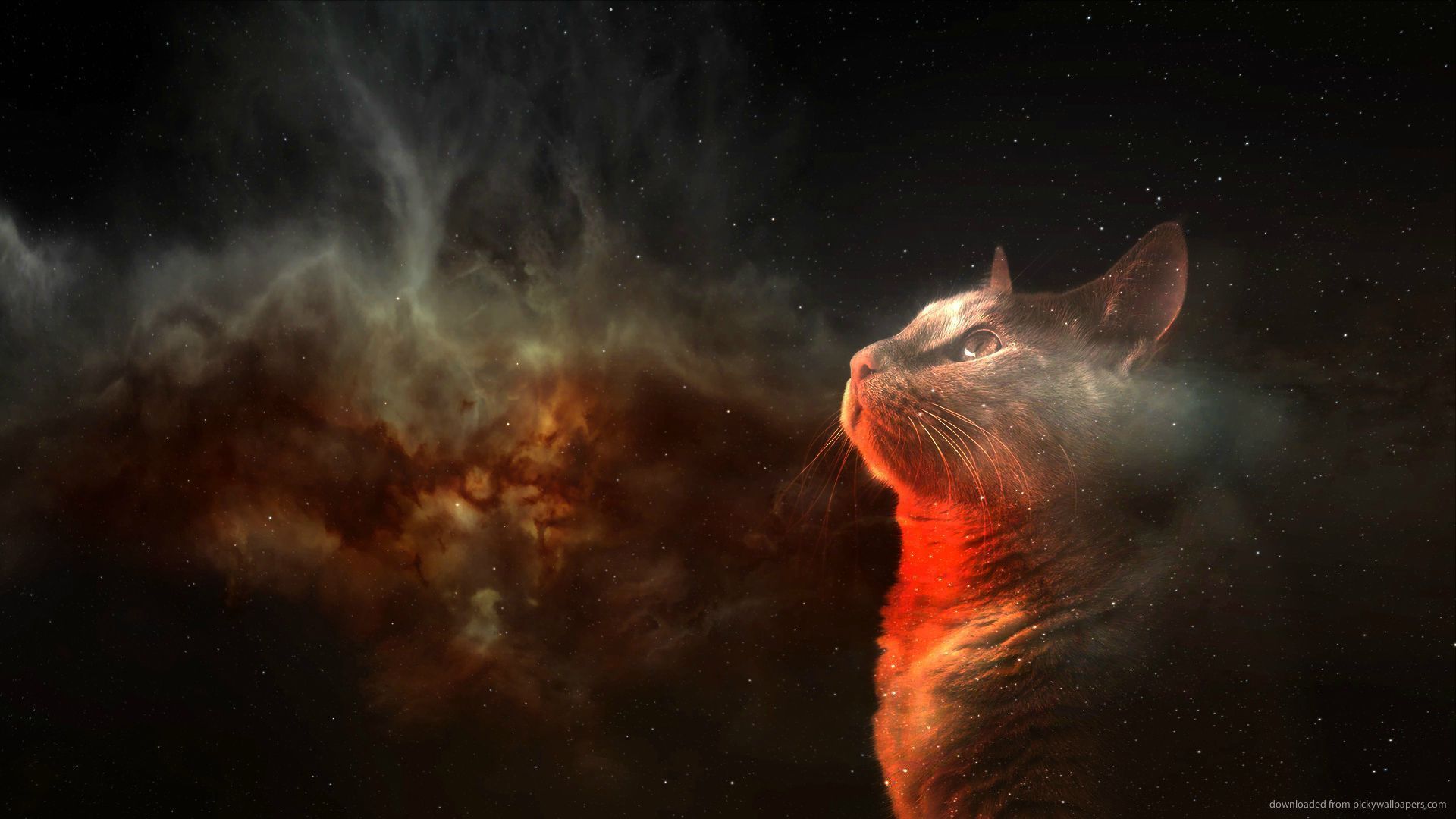 Amazing Space, cat, animals, 1920x1080 HD Wallpaper and FREE Stock