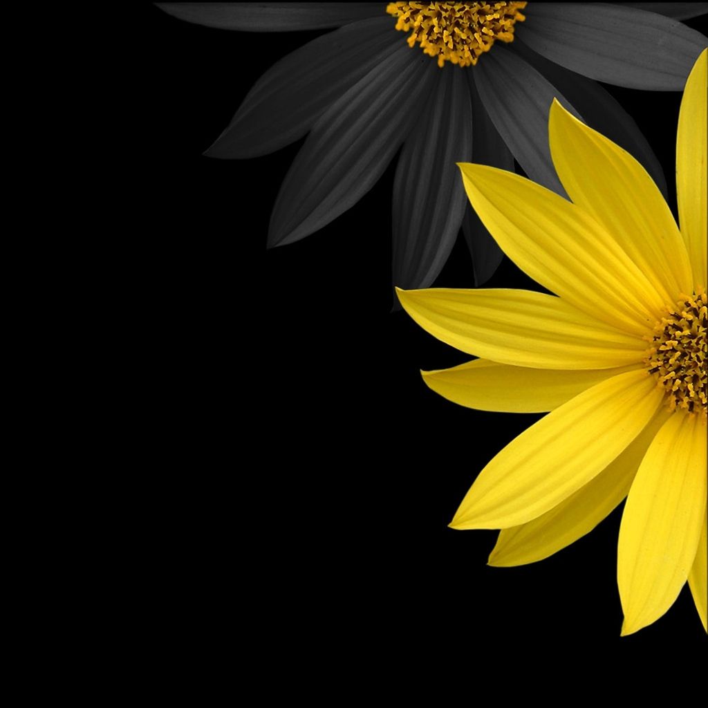 Simple Flower iPad Wallpaper Download | iPhone Wallpapers, iPad ...