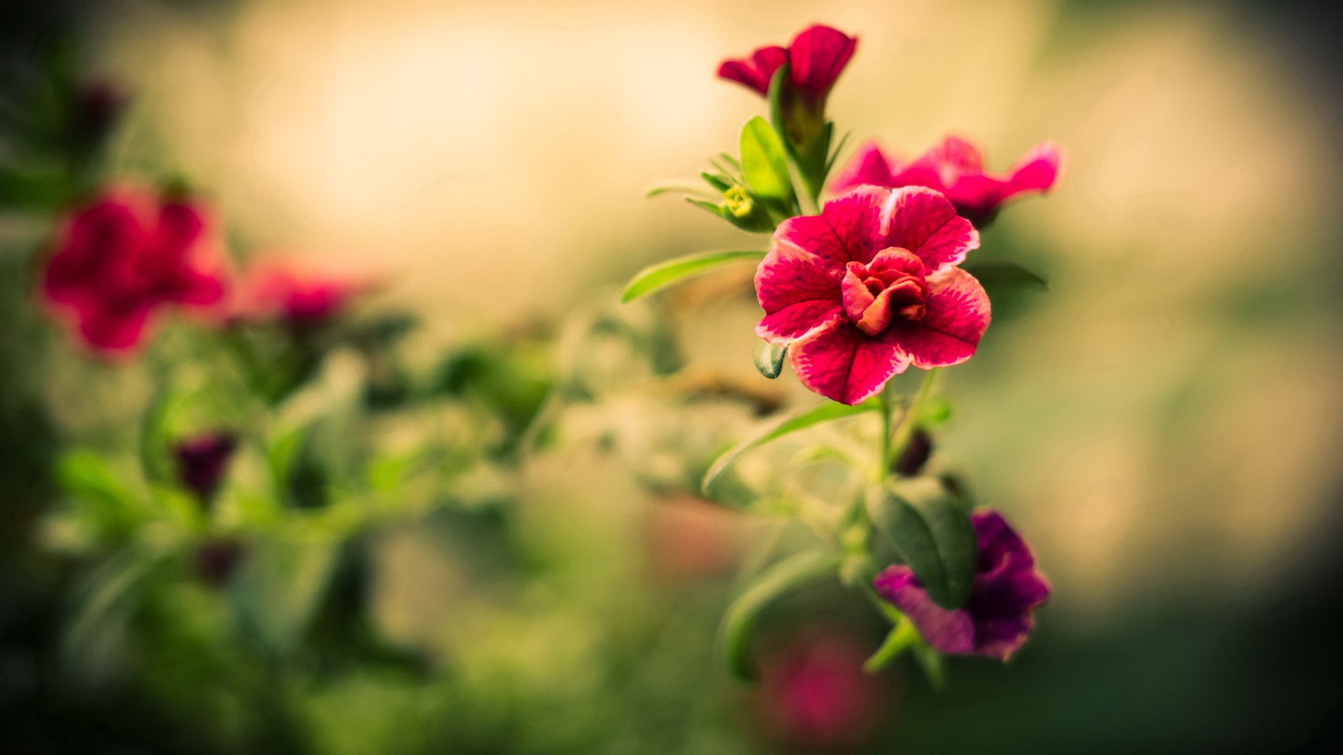 flowers wallpapers images Download