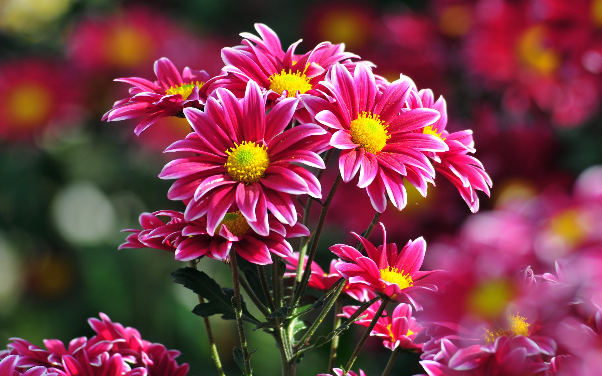 Flowers Wallpapers | Free HD Images and Backgrounds