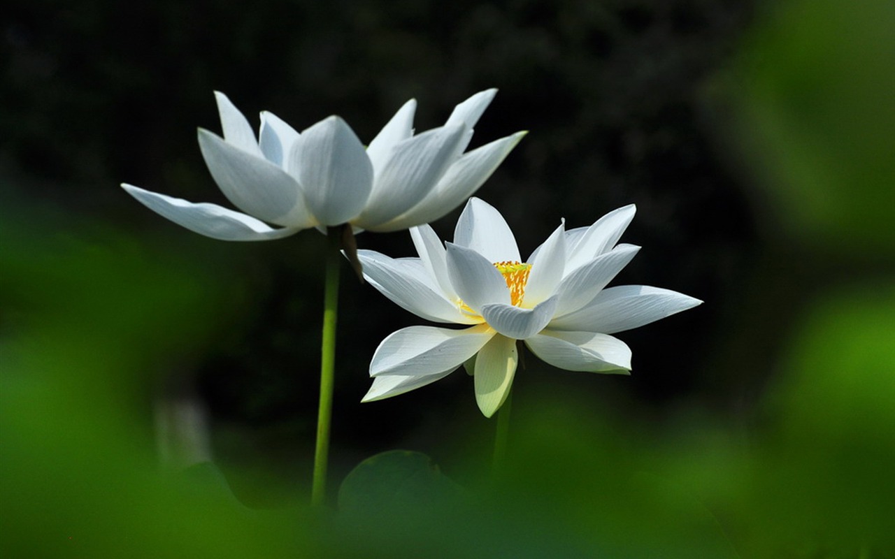 Lotus Flower Desktop Backgrounds