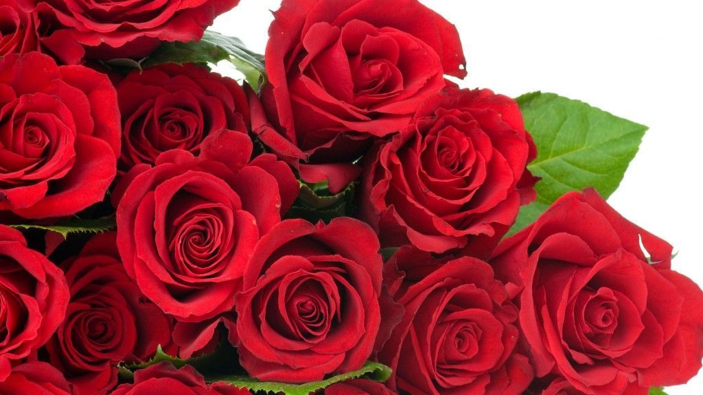 Red Rose Wallpapers | Red Flowers HD Pictures | One HD Wallpaper ...