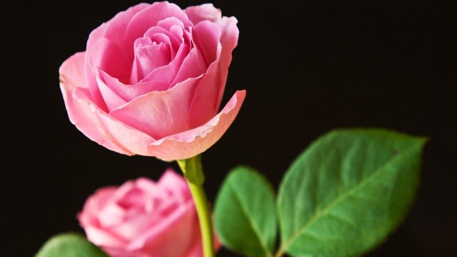 Steamy Good Looking Flowers Best Pink Roses Desktop Pc Hq Download ...