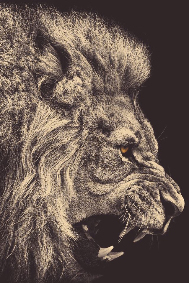 classy lion iphone phone wallpaper | Iphone wallpapers | Pinterest ...